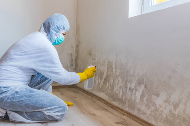 Licensed Mold Removal service in Rixeyville, VA - WQB Mold Removal