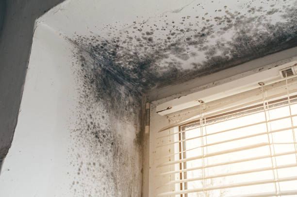 Affordable Mold Removal solutions in Rixeyville, VA