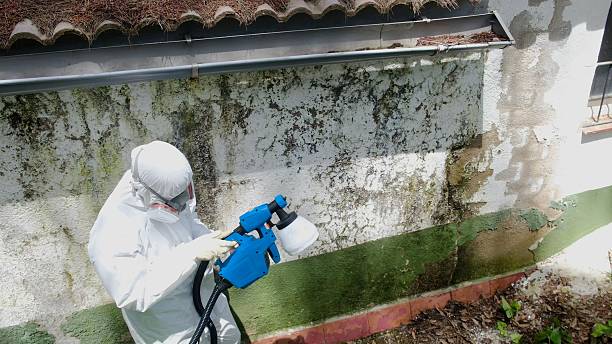 Top rated local Mold Removal specialists in Rixeyville, VA